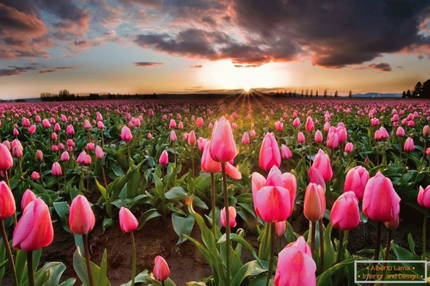 Пролетни цветни полета в Холандия