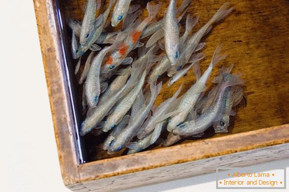 Необичайни образи на риба от художника Riusuke Fakeori