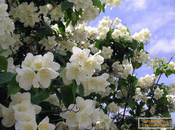 Жасминът е храст от семейството на маслините с бели звездни цветя. Родната земя на жасмин се счита за Арабия и Източна Индия.