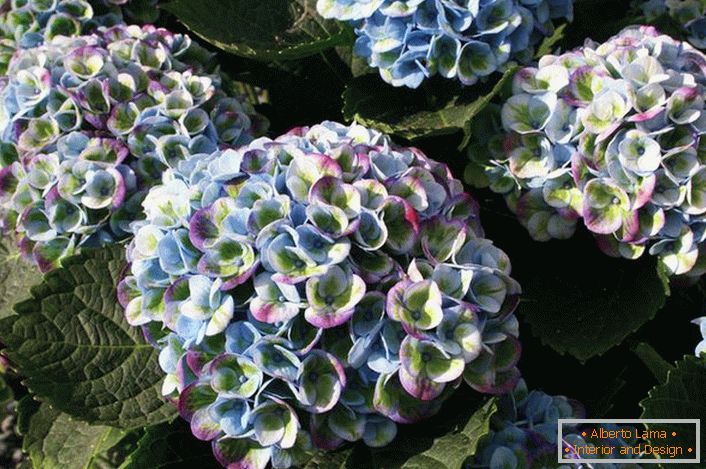 Hortensia с многоцветни пъпки е интересна опция за декориране на градински парцел.