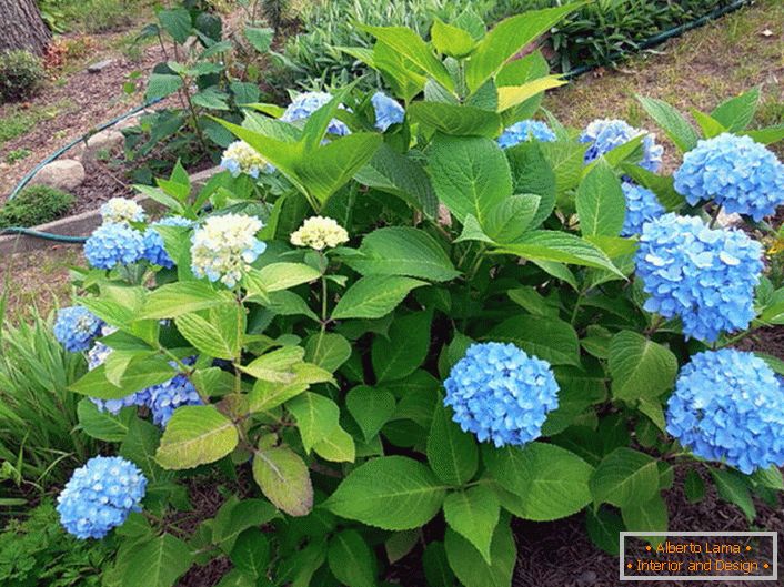 Hydrangea с големи листа Bloom Star със сини цветя.