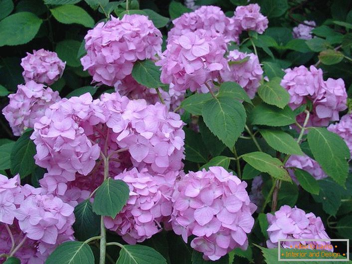 Бледо лилави цветя на хортензия са големи листа декориране на всяка градина.
