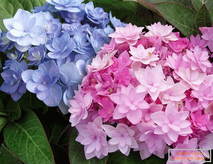 Полу-двойни цветя на Hydrangea Blushing Bride Endless Summer.
