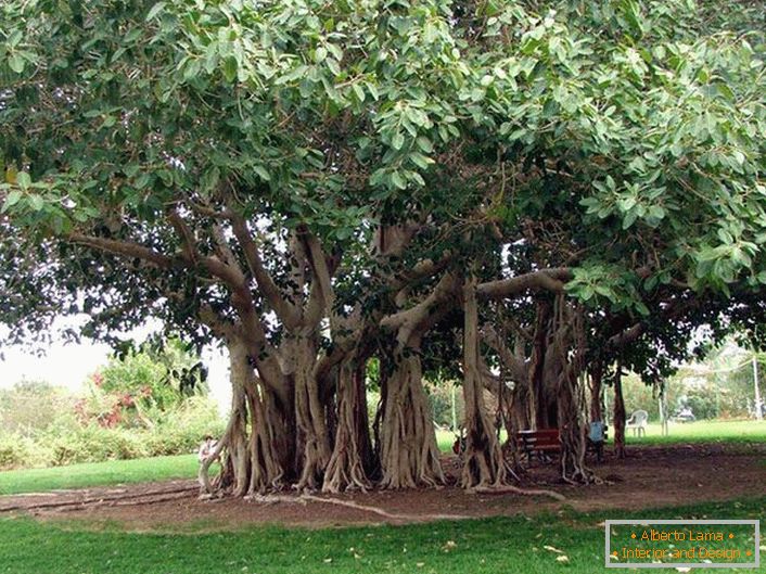 Бенгалският фикус е дърво от семейство Тутов, расте в топли страни на Индия, Тайланд, Шри Ланка, Бангладеш. При благоприятни условия или изкуствени условия, бенгалският фикус достига огромни размери, дължащи се на увиснали въздушни корени от хоризонталните стволове на дървото. Корените се спускат и ако не изсъхнат, се вкореняват, като дървото се разширява. Окръжността на короната на такова дърво може да достигне 600 метра.