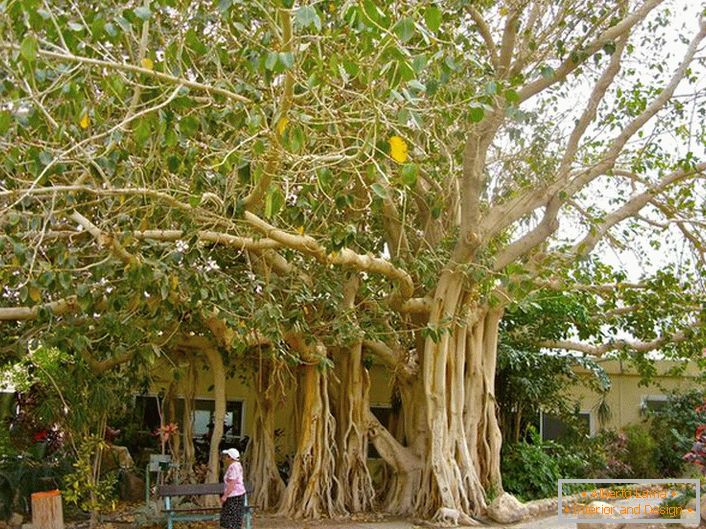 В Тайланд ficus се счита за свещено дърво и като символ е изобразен на ръцете на страната.