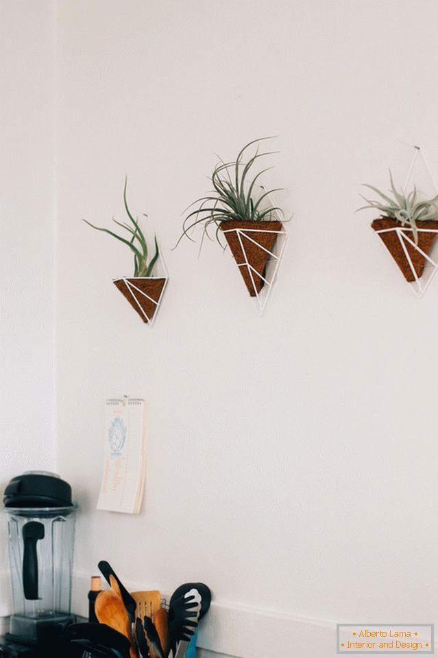 Растения на стената