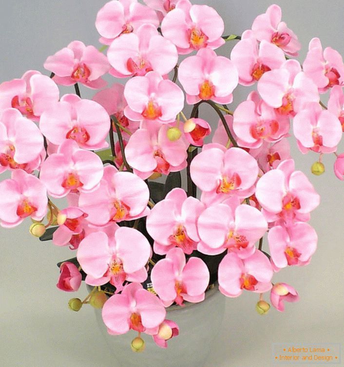 Розова орхидея