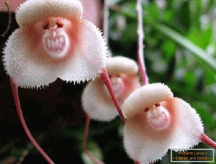 Орхидея от бреговете на Амазонка