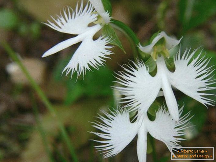 Изненадващо необичайно цвете, наподобяващо бял щъркел. Орхидеята е японска.