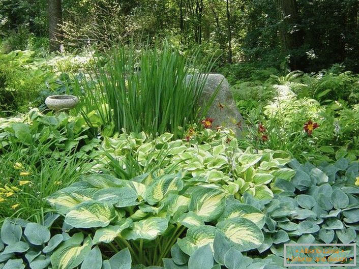 Сянката на градината с компетентен избор на храсти ще ви хареса със сочен зелен остров и спокойни цветове на цветя.