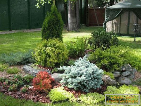 Озеленяване на двора със собствени ръце - снимка с иглолистни растения