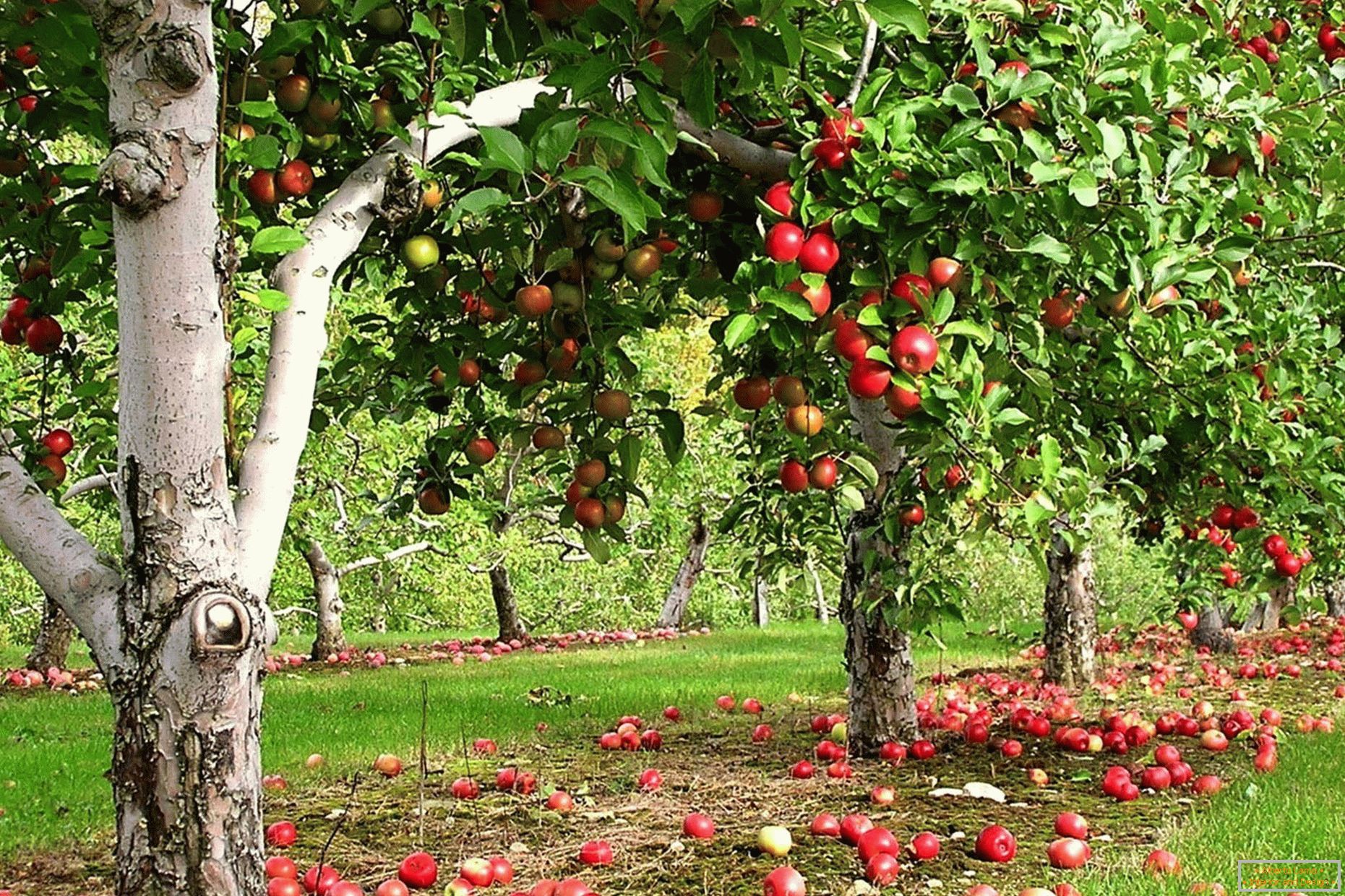 Apple градина