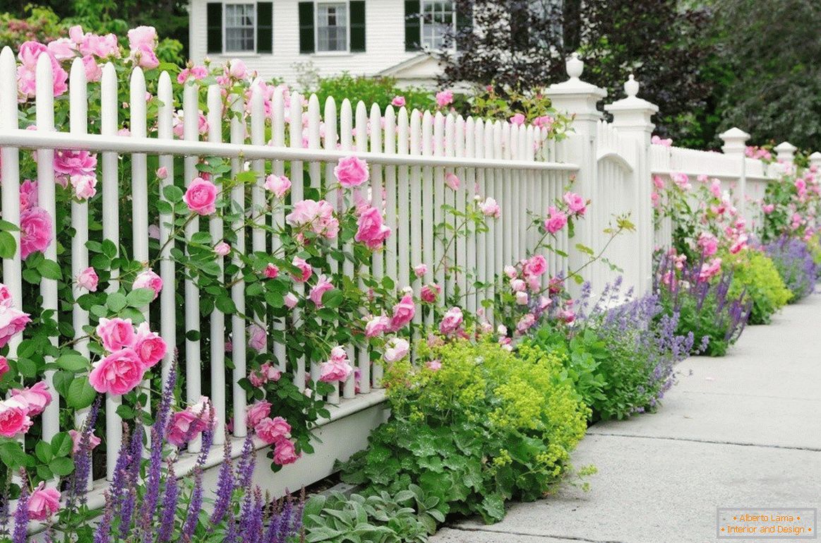 Бяла ограда с рози