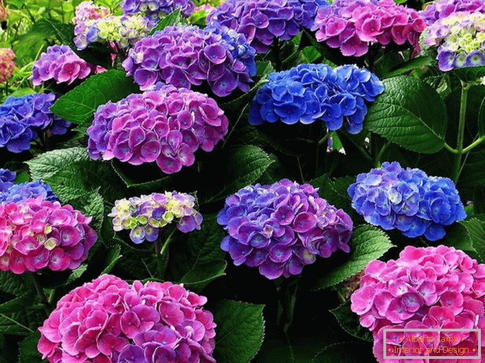Многоцветно съцветие на хортензии. Сини, розови, лилави цветя хармонично се преплитат един с друг.