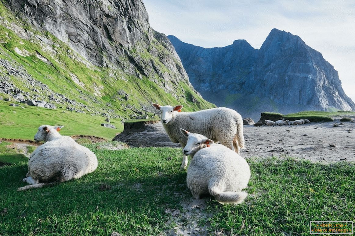 Стадо овце в планините на Норвегия