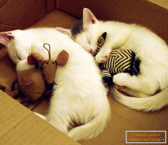 Две спящи котенца в прегръдка с играчки