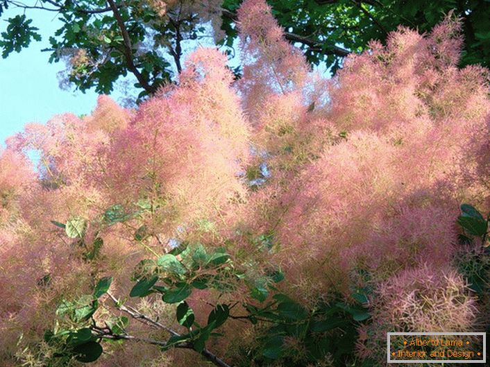 Удивително леко розово дърво от паприка (scammia) е подходящо за жив плет.
