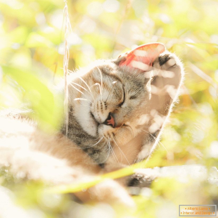 Снимка на сладките котки