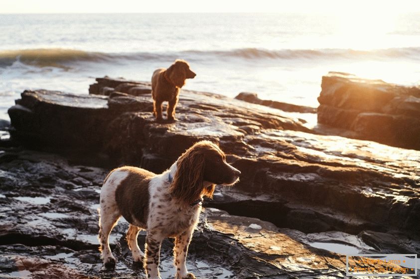 Кучета на брега