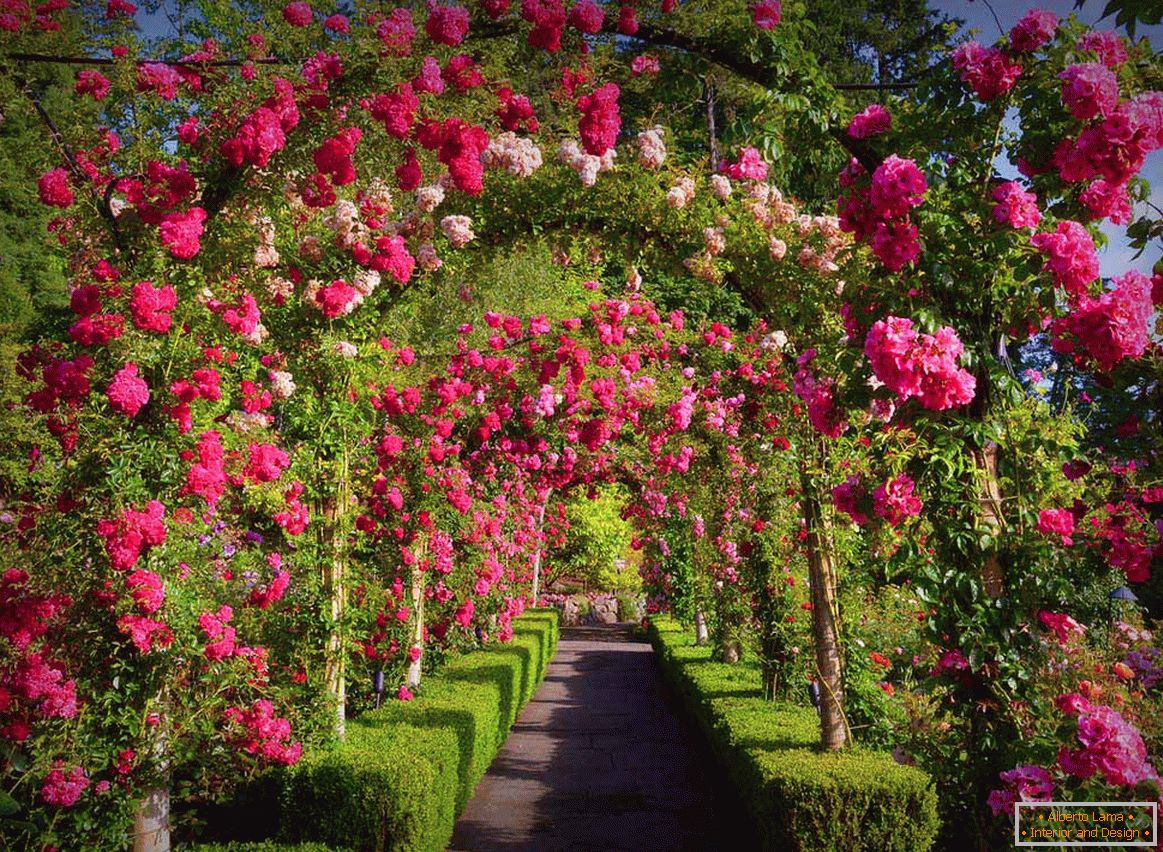 Рози във вертикално градинарство