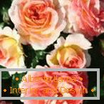 Деликатни прасковени рози