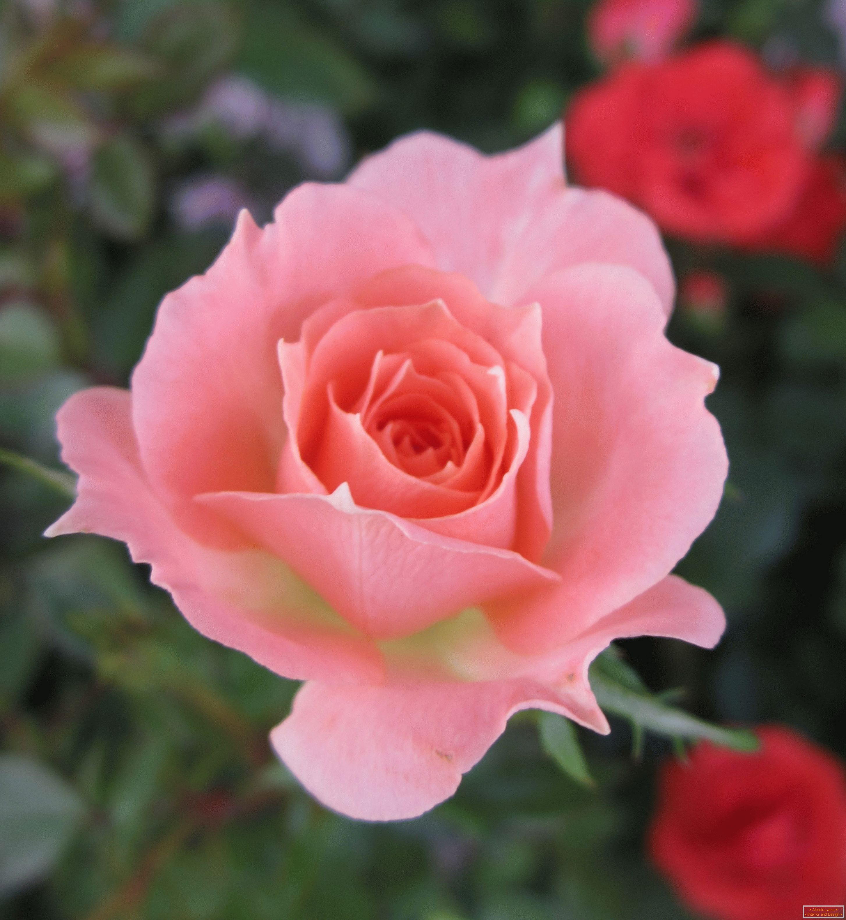 Роза с розов цвят в среда на червени цветя