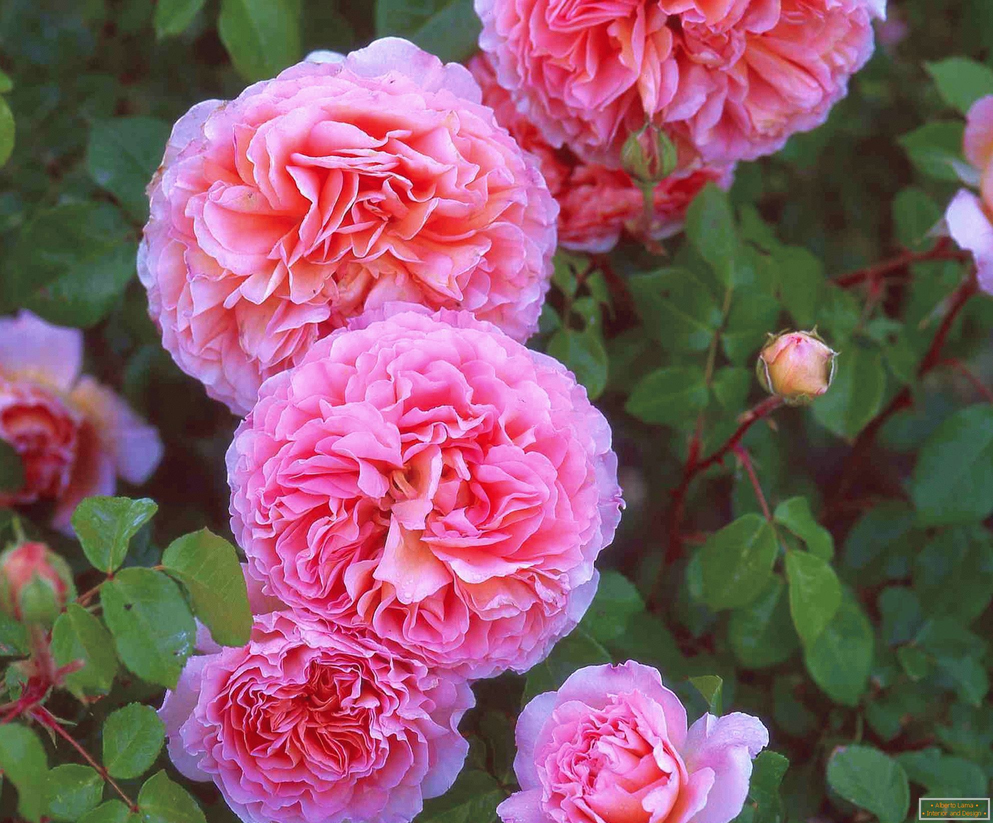 Двойна роза рози