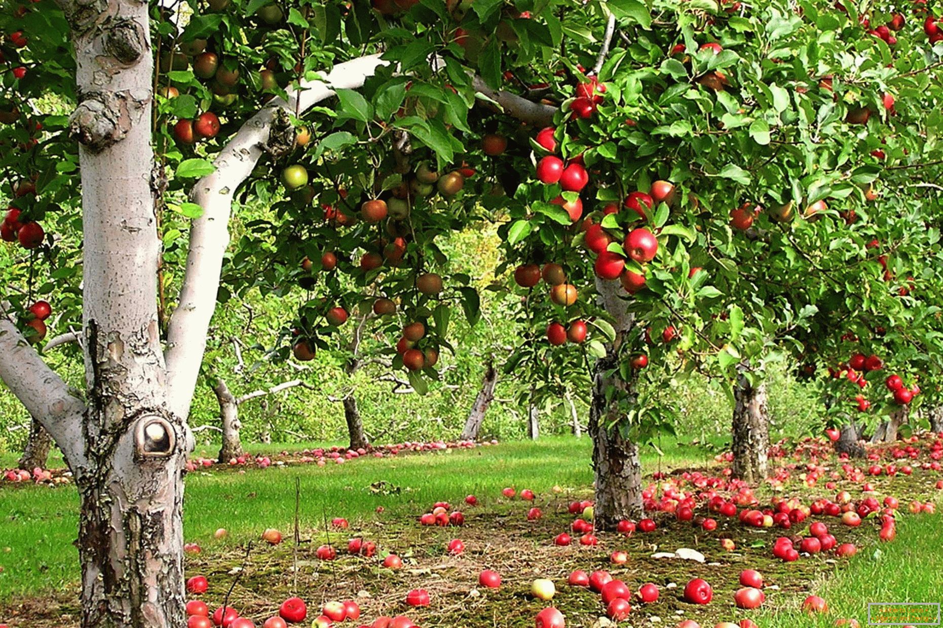 Градина на ябълково дърво в страната
