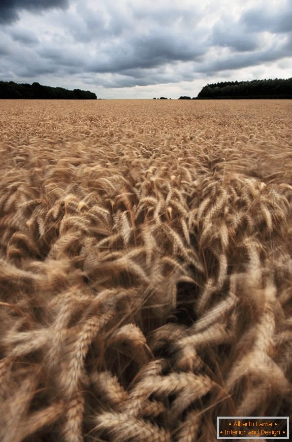 Облачно време през пшенично поле