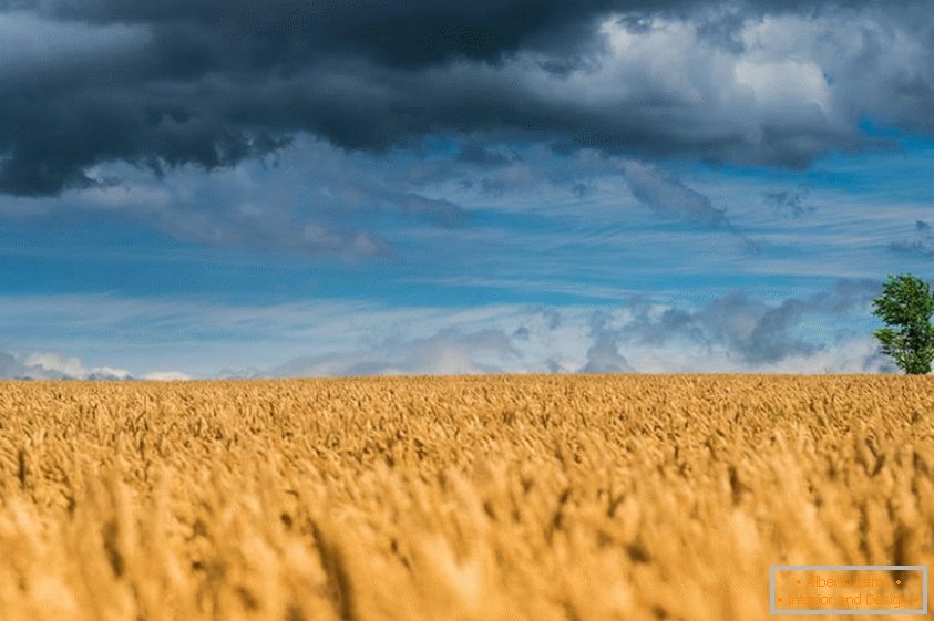 Прекрасни снимки на пшенични полета