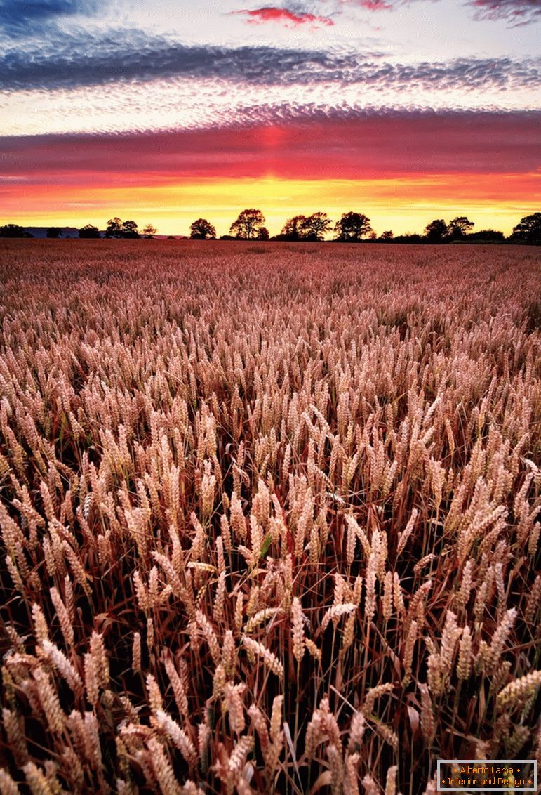 Закат на пшеничном поле, фотограф Джо Даниел Цена