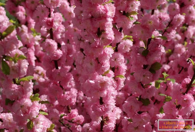 Храстовите бадеми се отнасят за красиво цъфтежа. Бадемова трилистна розова пяна.