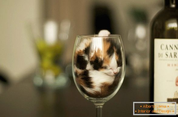 Котенце в чаша вино