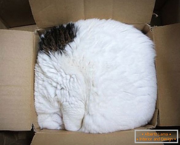Котка в картонена кутия