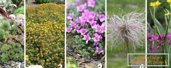 Най-добрите растения за алпийския слайд - снимки и имена