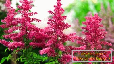 Astilba японски и китайски: сортове и характеристики на