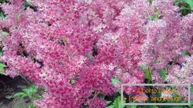 Astilba японски и китайски: сортове и характеристики на