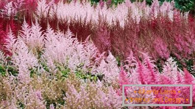 Astilba японски и китайски: сортове и характеристики на