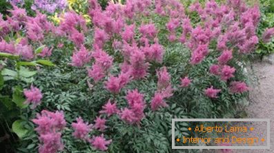 Astilba японски и китайски: сортове и характеристики на