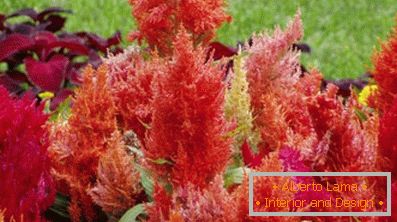 Astilba японски и китайски: сортове и характеристики на