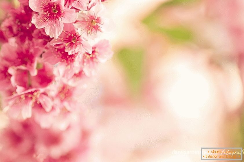 Цветна снимка на розови цветя