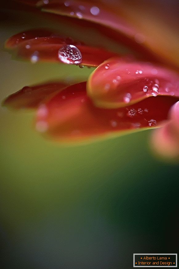Макро снимка на цвете с роса