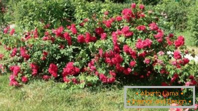 Какво е буш рози