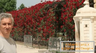 Какво е буш рози