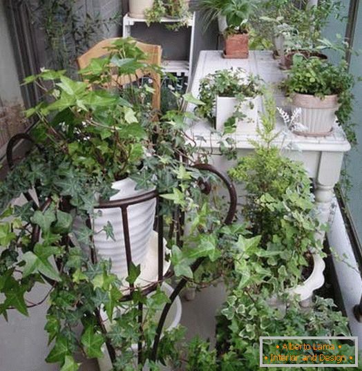 Малка градина на маленьком балконе