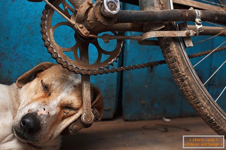 Кучето заспа на педала на велосипеда