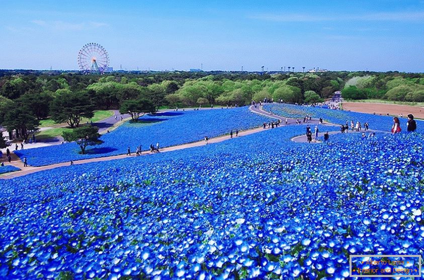 Очарователно цветно поле в японския парк