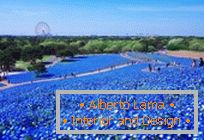 Хипнотични сини полета в Hitachi-Seaside Park, Япония