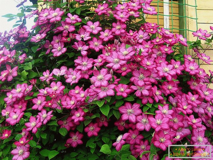 Clematis ярко розов цвят украсява ъгъла на вилата. Любимо цвете на съвременните летни жители. 