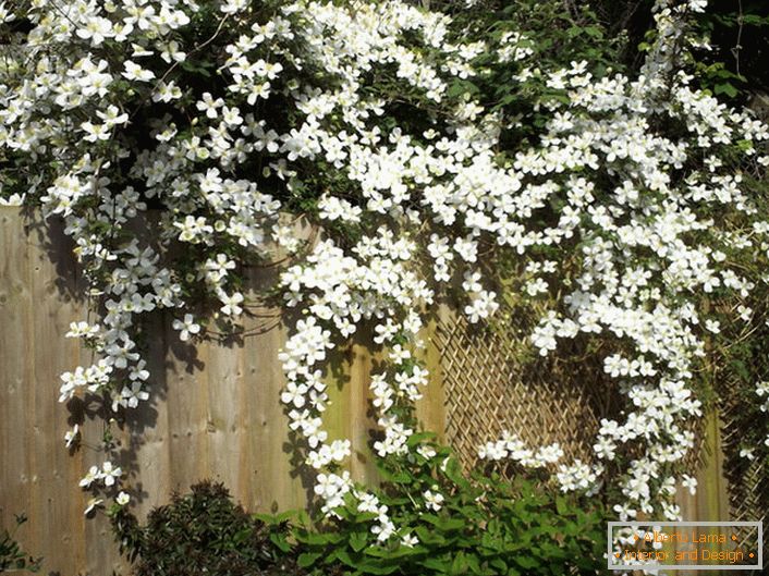 Цветята Clematis са бели на градинската ограда.